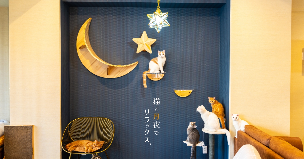 猫カフェ三日月｜難波の月と空がモチーフの猫カフェ